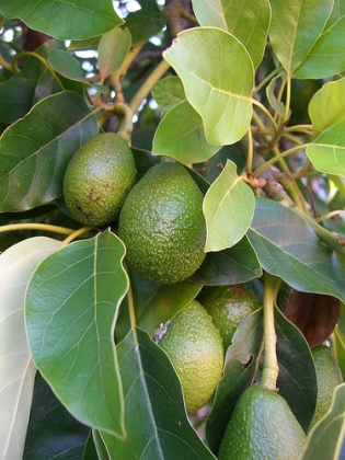 Avocado