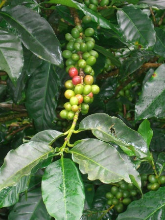 Coffee Tree