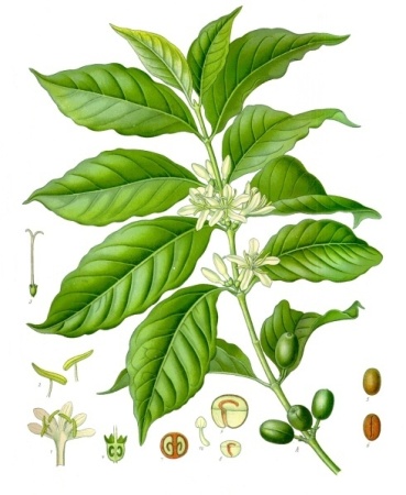 Coffee Tree