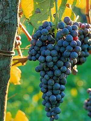 Grapes