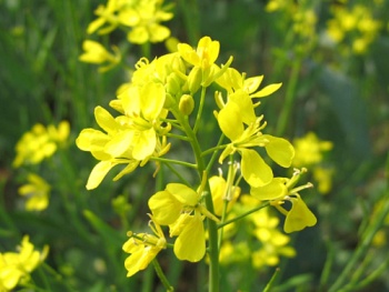 Mustard
