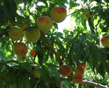 Peaches
