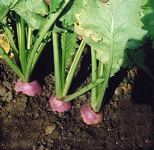 Turnip