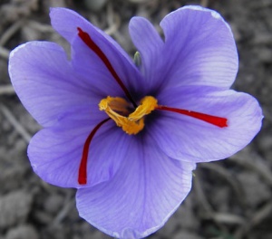 C. sativus