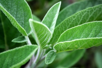 Common Sage