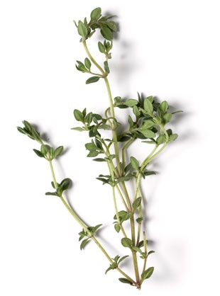 Thyme