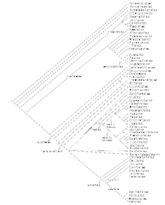 Angiosperm Cladogram